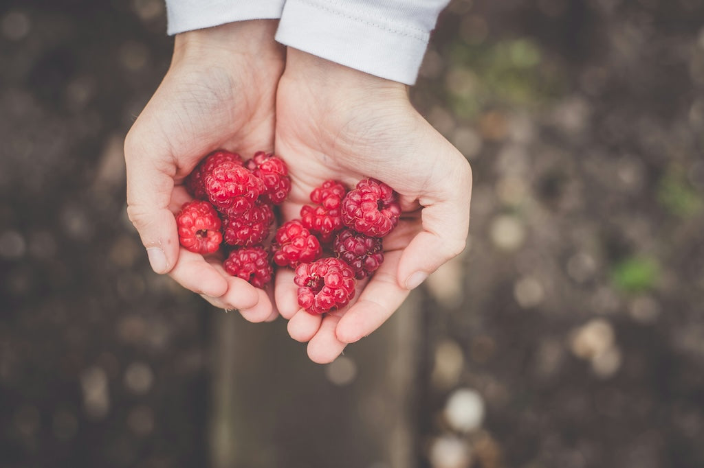 Une personne tient une poignée de framboises fraîches dans ses mains en coupe, l'arrière-plan est légèrement flou.
