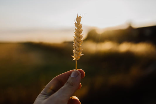 wheat ear