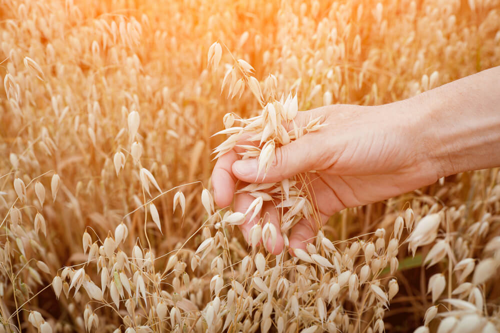 Oat bran – Why it’s a fiber miracle