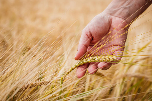 Slow Carbs - Everything you need to know about them
