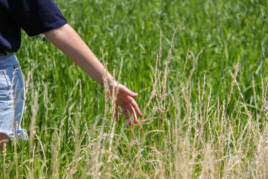 Is spelt healthier than wheat?