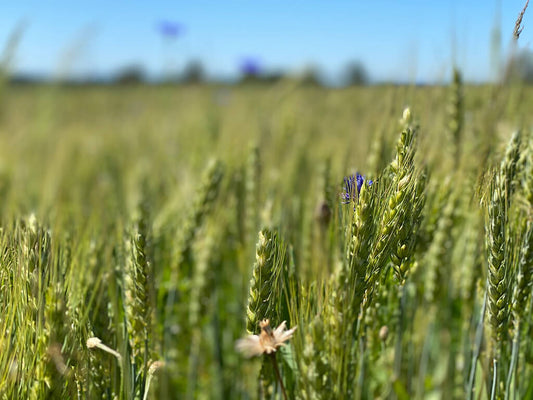 What is ancient grain and what types are there?