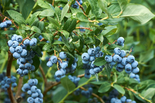 An belaubten Büschen wachsen Trauben reifer Heidelbeeren.
